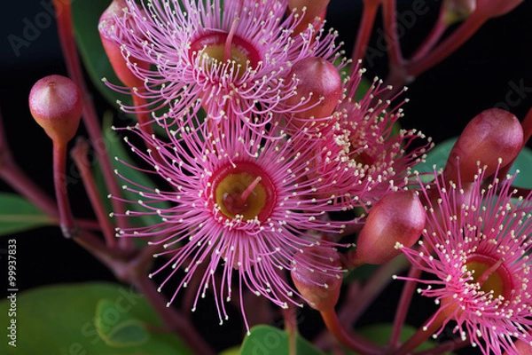 Obraz Extreme closeup of beautiful pink Eucalyptus flowers and buds