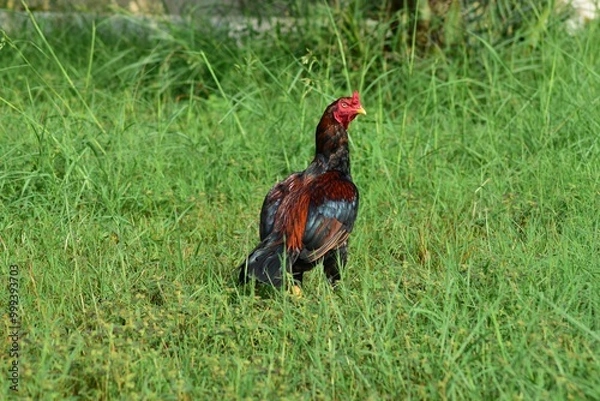Fototapeta Rooster on green grass in a farm. Aseel chicken breed popular in India and Pakistan as game bird.	