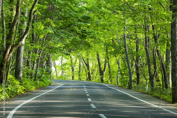 Fototapeta 新緑の道