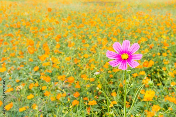 Obraz pink cosmos flower