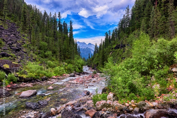Fototapeta Gorge overgrown with dark coniferous trees