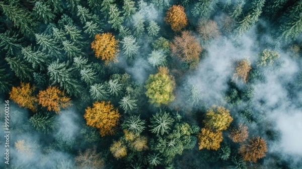 Fototapeta Aerial photo of a misty forest landscape with vertical orientation perfect for social media platforms
