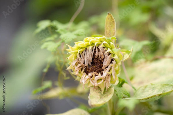 Obraz Wilted sunflower
