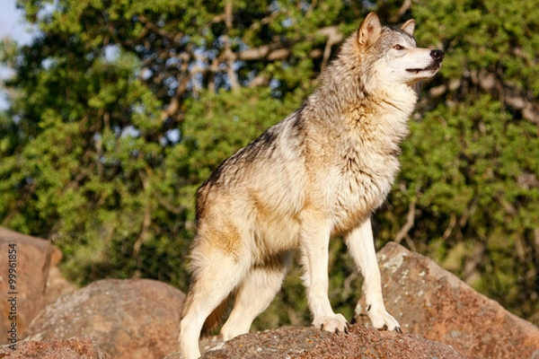 Fototapeta Gray wolf (Canis lupus)
