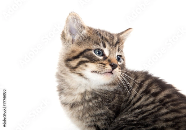 Obraz Cute tabby kitten crying on white