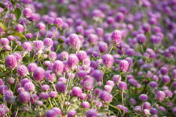 Fototapeta Pink globe amaranth flowers (Gomphrena) growing in a garden.  The image is taken in natural daylight, highlighting the soft pink tones of the flowers.
