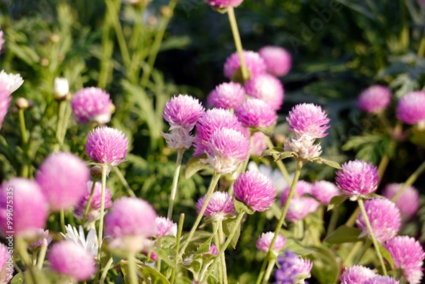 Fototapeta Pink globe amaranth flowers (Gomphrena) growing in a garden.  The image is taken in natural daylight, highlighting the soft pink tones of the flowers.