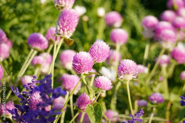 Fototapeta Pink globe amaranth flowers (Gomphrena) growing in a garden.  The image is taken in natural daylight, highlighting the soft pink tones of the flowers.