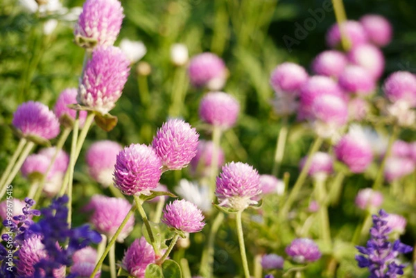 Fototapeta Pink globe amaranth flowers (Gomphrena) growing in a garden.  The image is taken in natural daylight, highlighting the soft pink tones of the flowers.
