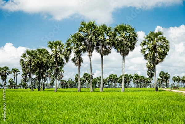 Fototapeta Sugar palm tree and green rice field at country side in cambodia