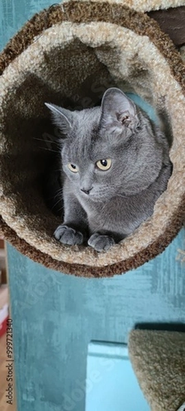 Obraz Gray cat in a cat house