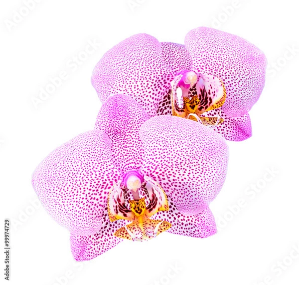 Obraz Phalaenopsis orchid flowers