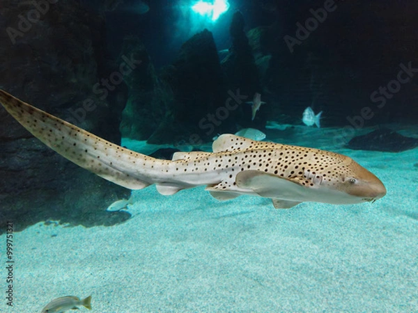 Obraz The leopard shark (Triakis semifasciata) photographed in aquarium in Lanzarote