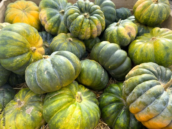 Obraz Muskatkürbis Ernte