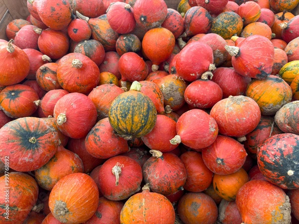 Obraz HoKkaido Kürbis Ernte