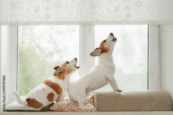 Obraz Two dogs in an window, howling, guarding and barking at what they see outside.