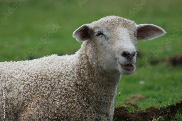 Fototapeta chewing lamb