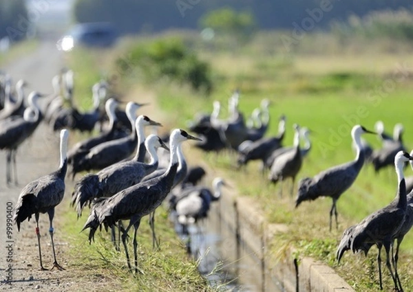 Obraz 出水市の鶴