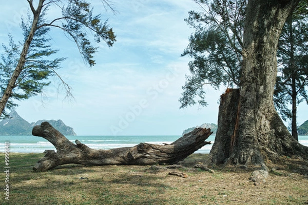 Fototapeta Log on The Beach