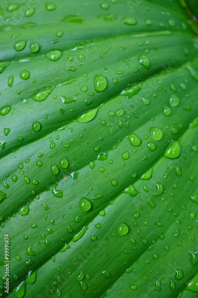 Fototapeta Dew Drops