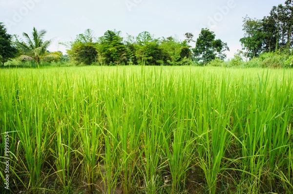 Fototapeta Rice field
