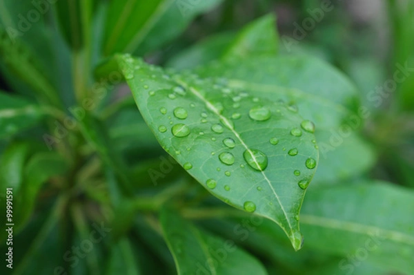 Fototapeta Dew Drops on Leaf