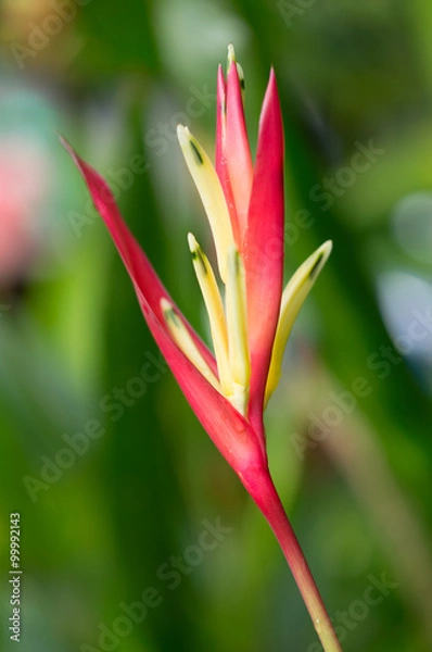 Fototapeta Ginger Flower