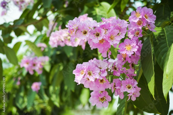 Fototapeta Pink Cananga