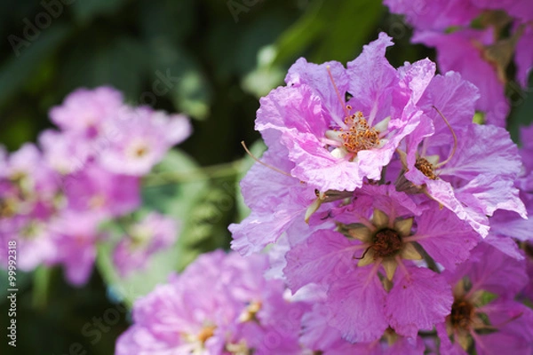 Fototapeta Pink Cananga