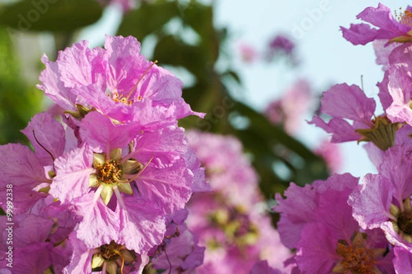 Fototapeta Pink Cananga