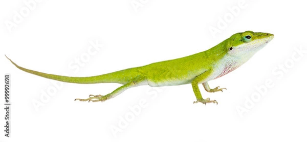 Fototapeta Jaszczurka Northern Green Anole (Anolis carolinensis carolinens