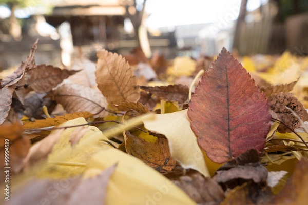 Fototapeta 落ち葉の積もった神社の境内