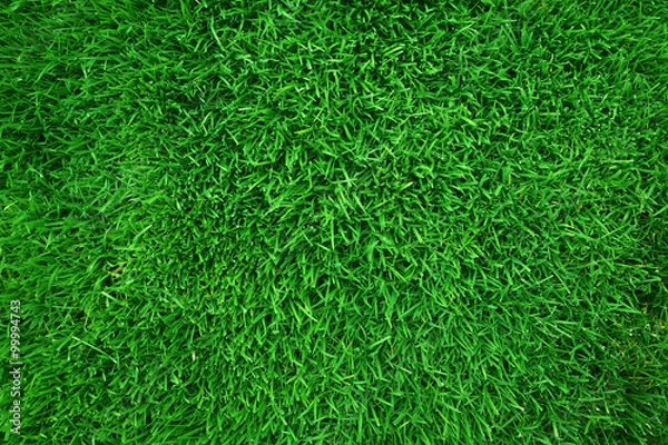 Fototapeta green grass background