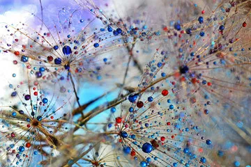 Fototapeta mniszek lekarski 5