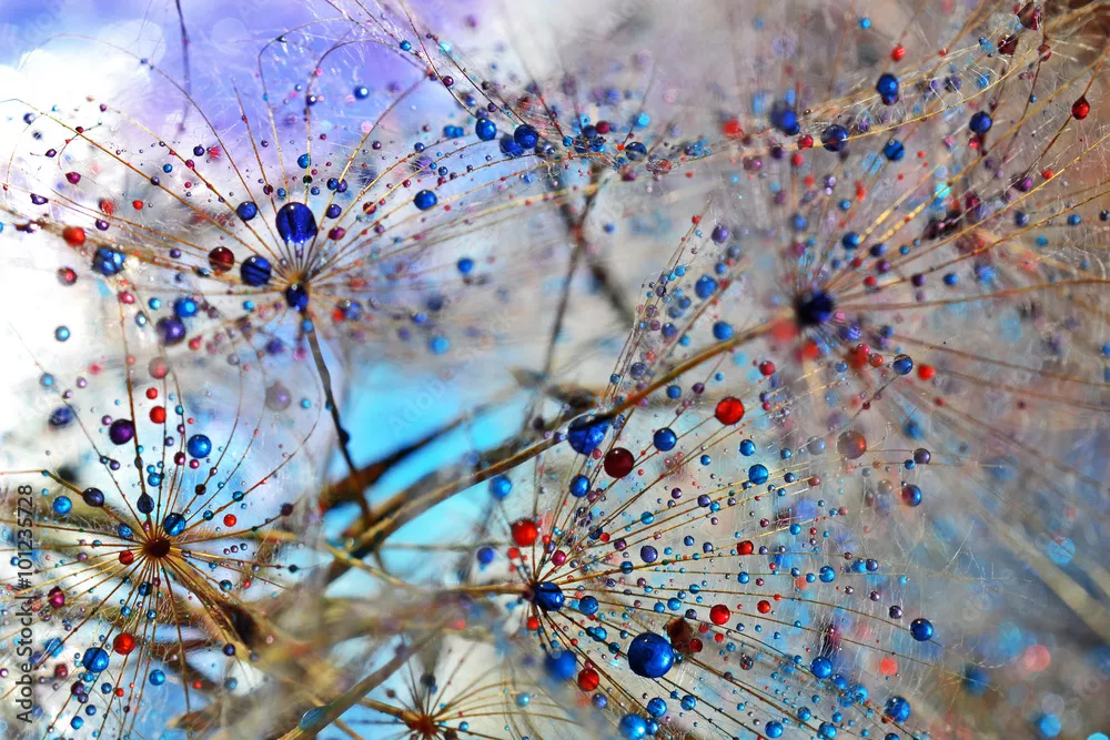 Fototapeta mniszek lekarski 5