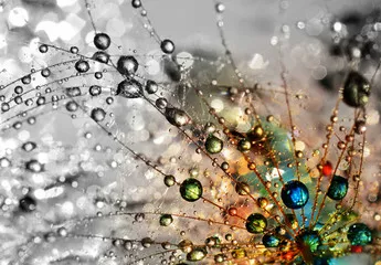 Fototapeta kolorowa natura