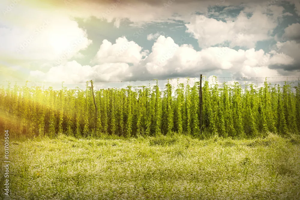 Fototapeta organic plantation of hops in the sunset