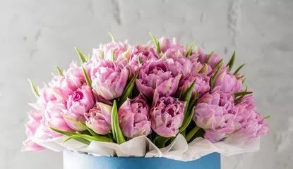 Fototapeta Różowe tulipany