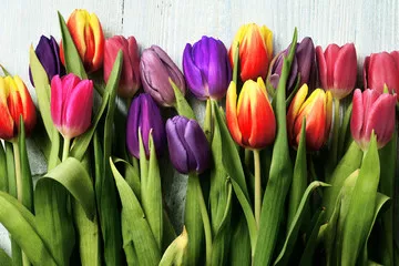 Fototapeta tulipany