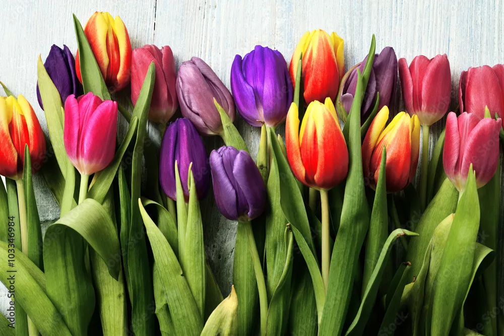 Fototapeta tulipany