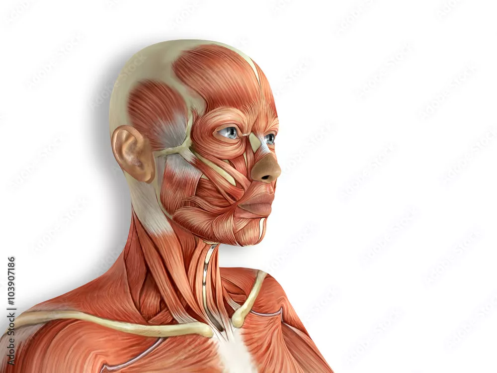 Fototapeta Anatomia mięśni twarzy kobiety
