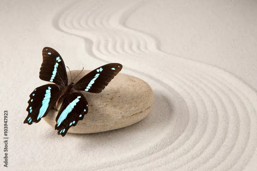 Fototapeta Motyl Zen