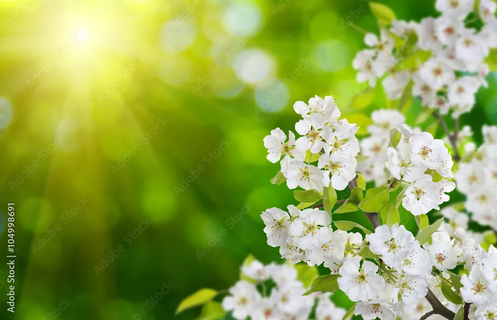 Fototapeta Kwiat wiosenny z miękkim tłem rozmycia