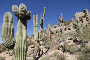 Fototapeta Gigantyczny ciernisty kaktus Saguaro na pustyni Sonora w południowo-zachodnich Stanach Zjednoczonych