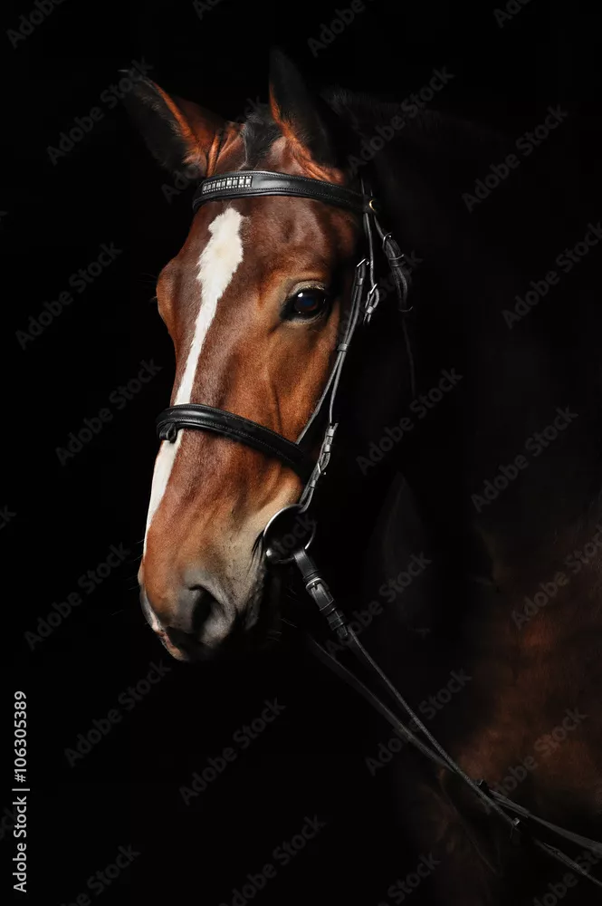 Fototapeta Portret gniadego konia
