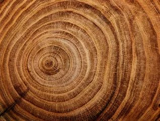 Obraz Roczniki Drzewa: Historia Naturalna