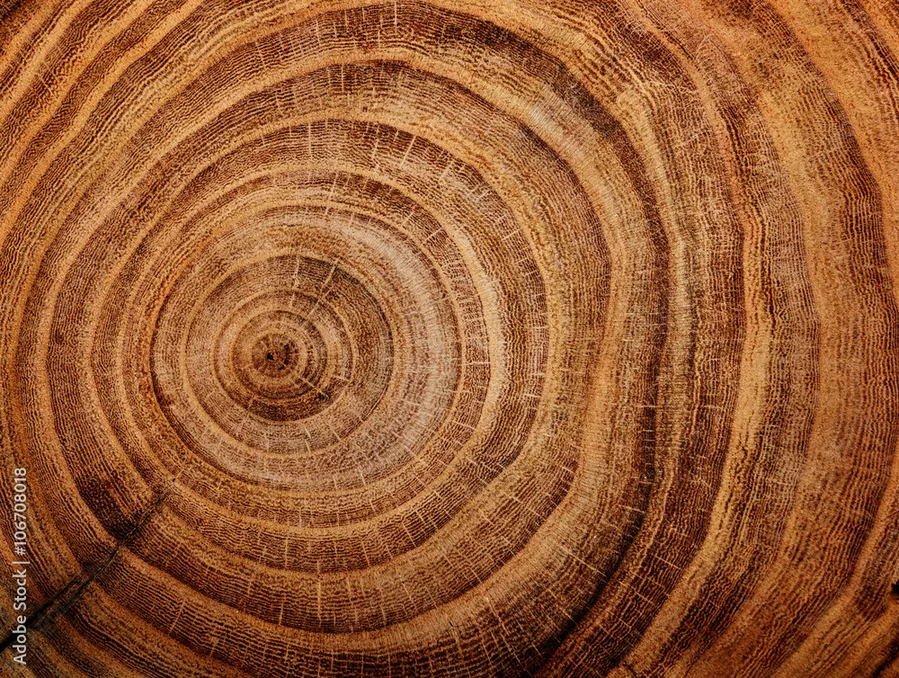 Obraz Roczniki Drzewa: Historia Naturalna