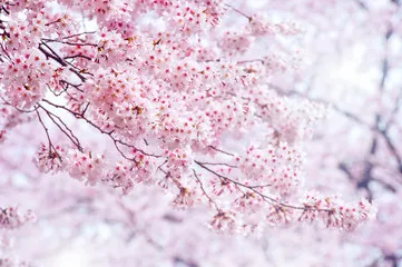 Fototapeta Cherry Blossom na wiosnę z Soft Focus, sezon Sakura w Korei