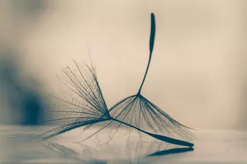 Fototapeta wiosenne tło z dmuchawcami