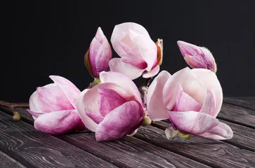 Fototapeta magnolia świeże wiosenne kwiaty